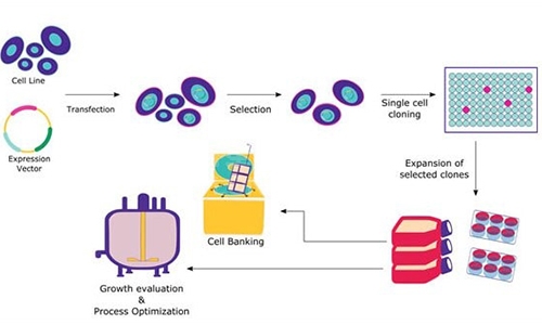 蛋白表达纯化技术服务