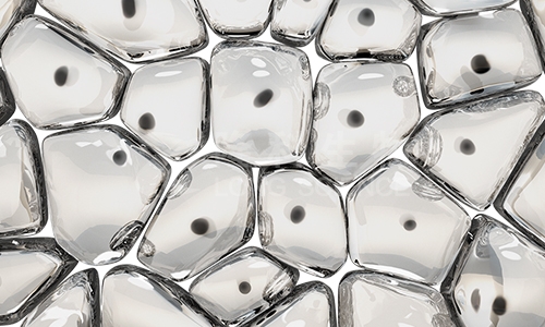 原代细胞培养、传代、冻存、复苏、分离、鉴定技术