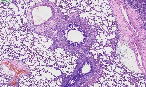 冰冻切片与染色：解读组织结构的关键窗口