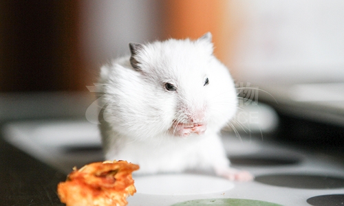 实验动物饲养的注意事项