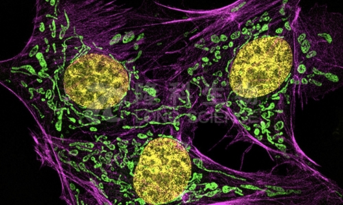 激光共聚焦显微镜的用途