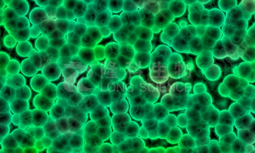 收藏！HeLa细胞增殖实验方法及结果分析